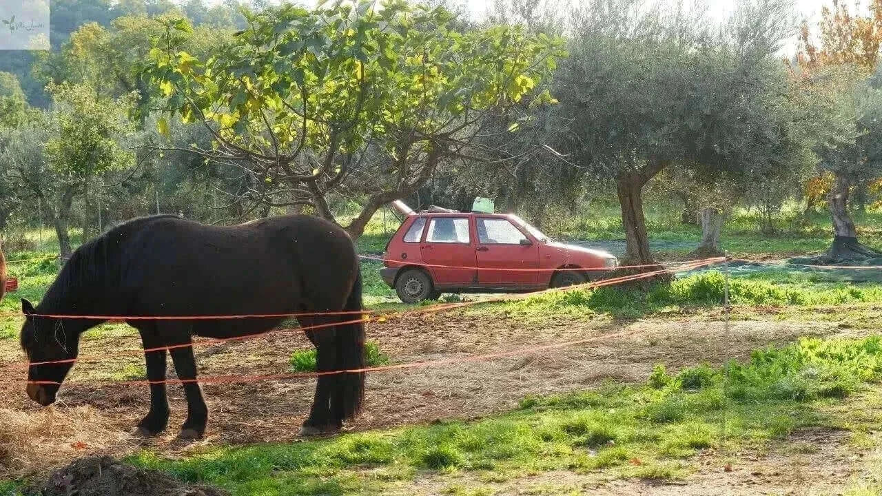 Premium Olivenöl Nativ Extra aus Kalabrien - Villa Annette - Garantiert Neue Ernte