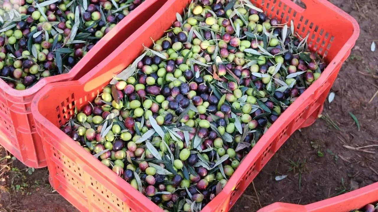 Premium Olivenöl Nativ Extra aus Kalabrien - Villa Annette - Garantiert Neue Ernte - Premium Olivenöl Nativ Extra aus Kalabrien - Villa Annette - Garantiert Neue Ernte - BTSCreativ