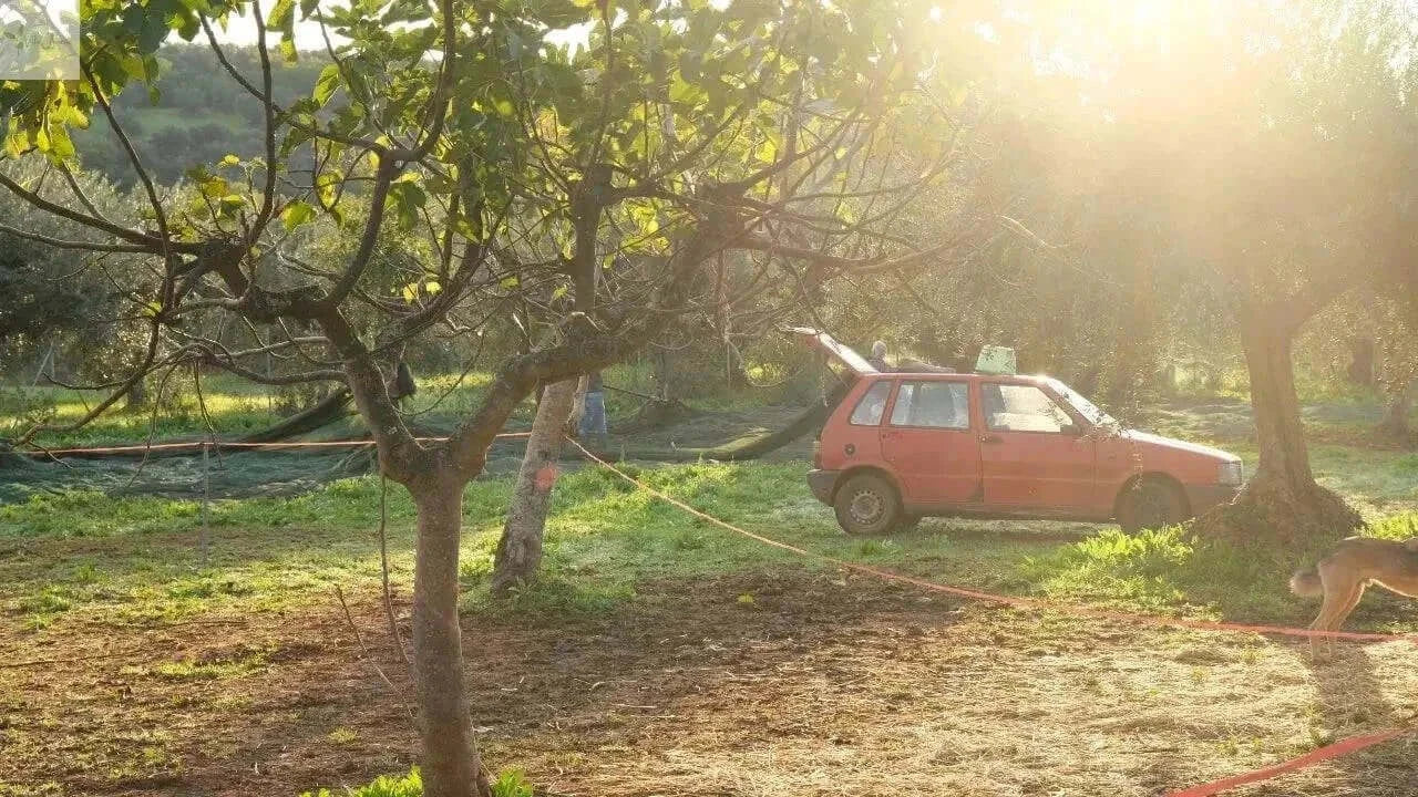 Olivenöl Nativ Extra Villa Annette Kalabrien