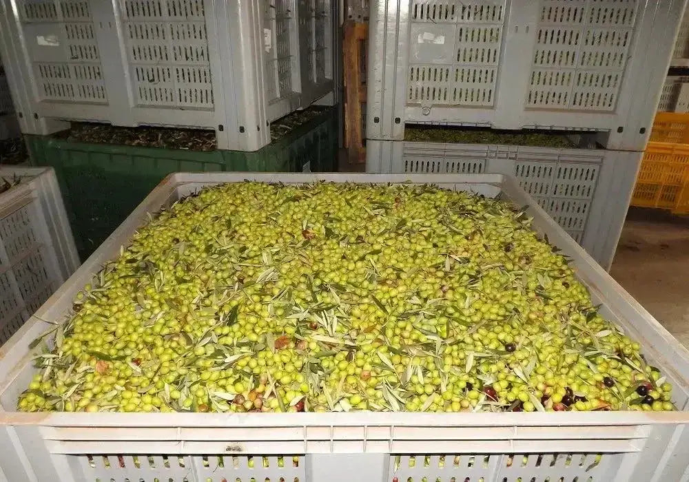 Bio Olivenöl Extra Vergine di Palombari im Kanister